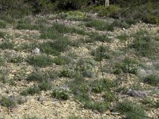 Veronica-filifolia_Солдатская_стация